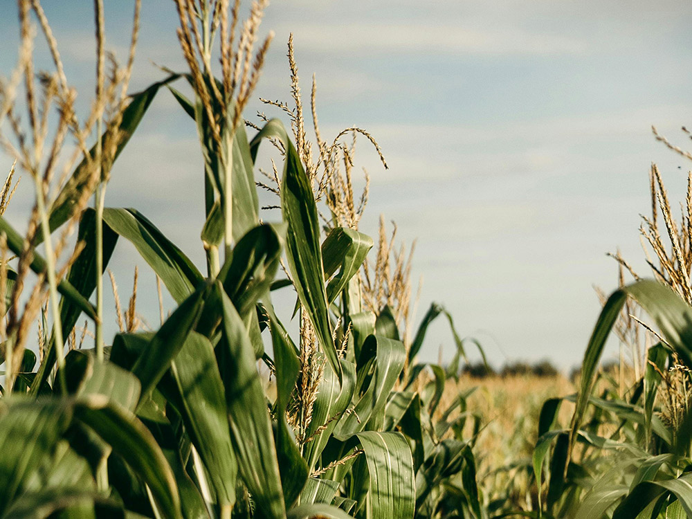 Photo of corn field