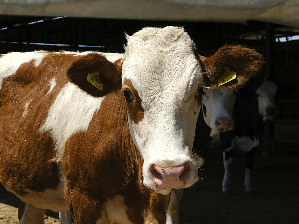 Photo of cow